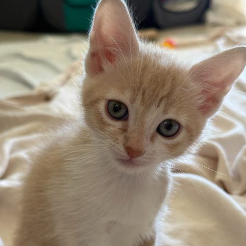 Pet Image