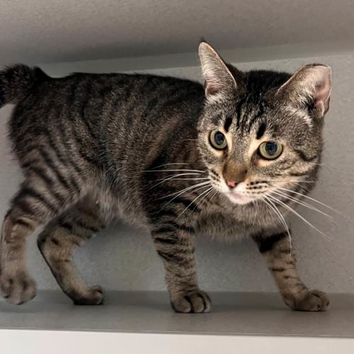 Pet Image