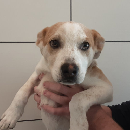Pet Image