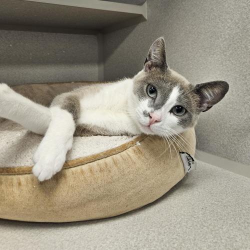 Pet Image