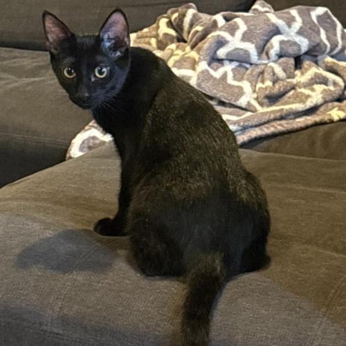 Pet Image