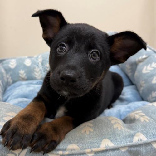Pet Image