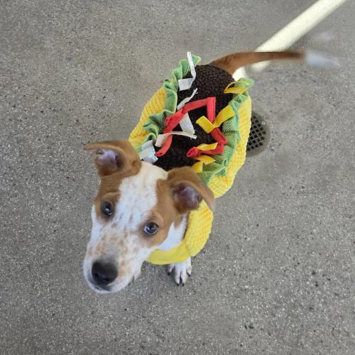 Pet Image