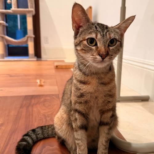 Pet Image