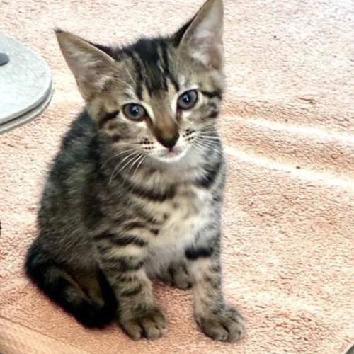 Pet Image