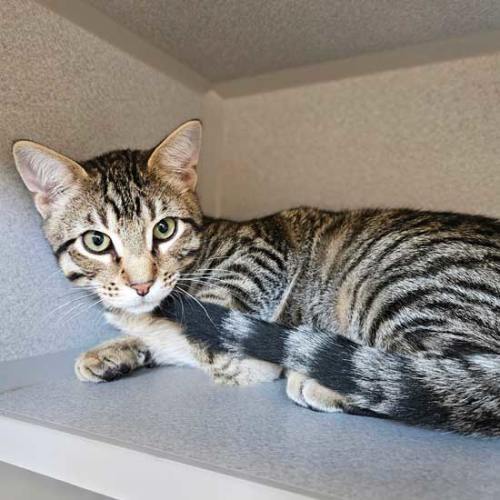 San Diego Cat Adoption Kitten Rescue Shelter HWAC