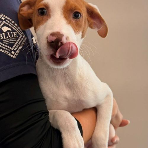 Pet Image