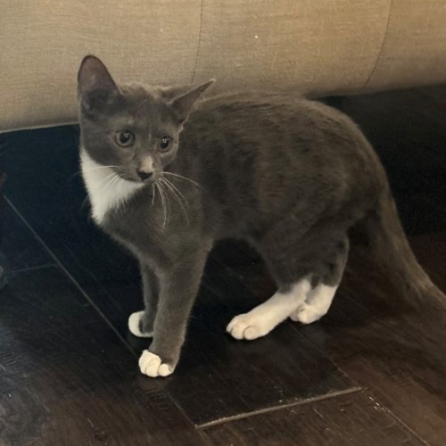 Pet Image