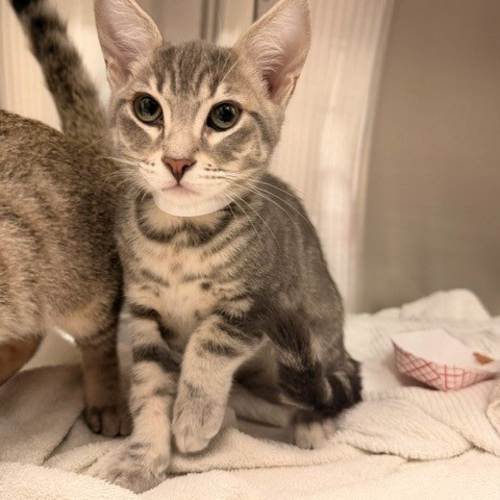 Pet Image