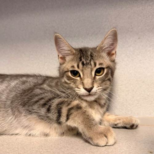 Pet Image