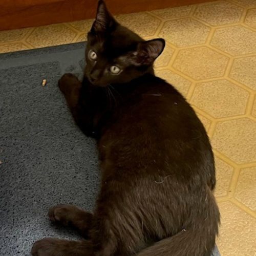Pet Image