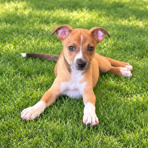 Pet Image