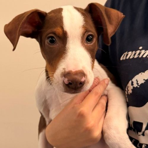Pet Image