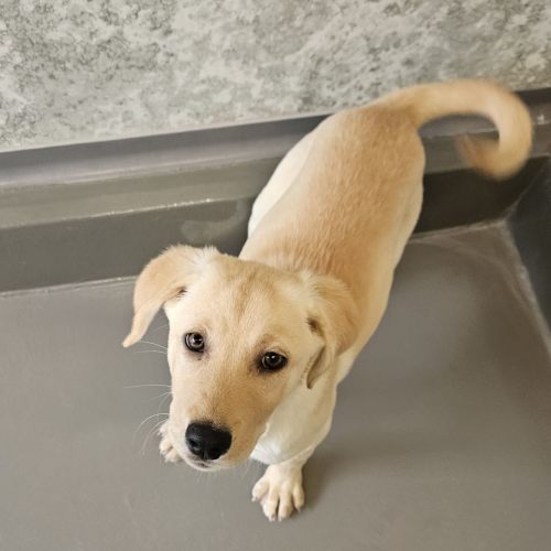 Pet Image
