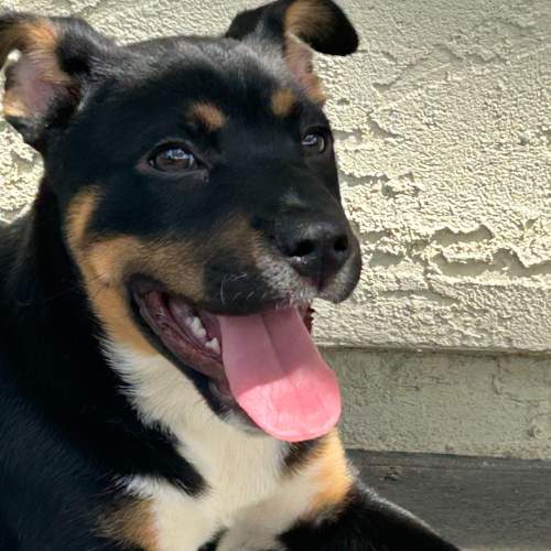 Pet Image