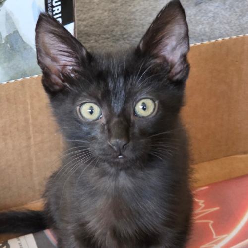 Pet Image