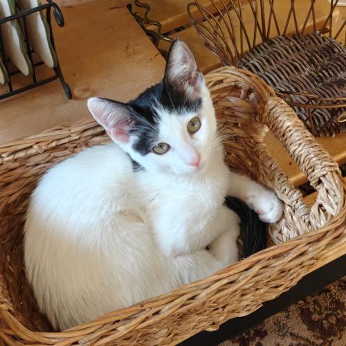 Pet Image