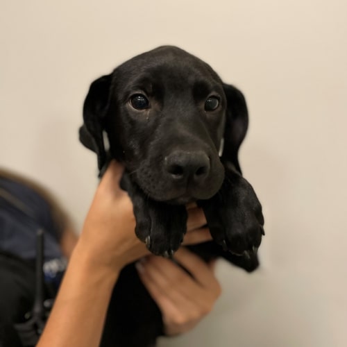 Pet Image