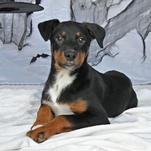 Pet Image