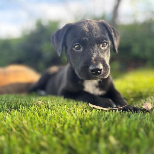 Pet Image