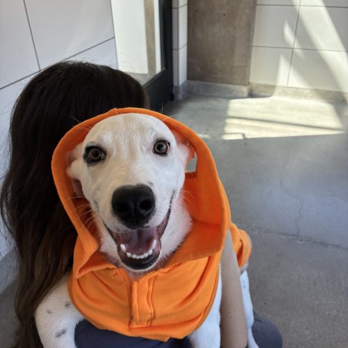 Pet Image