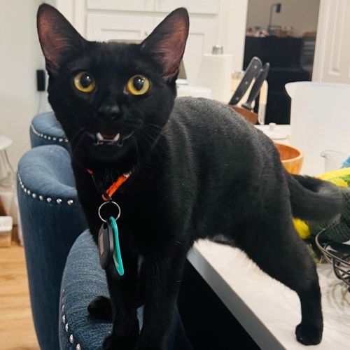 Pet Image