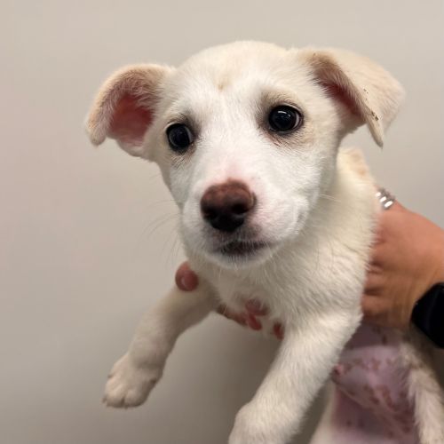 Pet Image