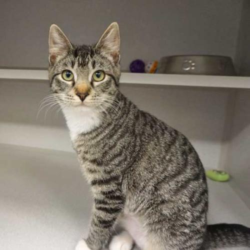 Cat & Kittens for Adoption in San Diego Helen Woodward Animal Center