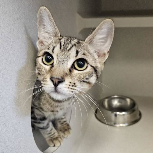 Pet Image