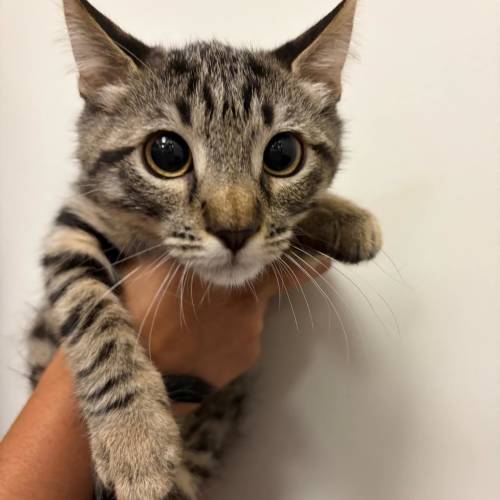 Pet Image