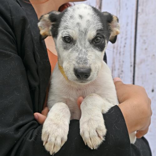 Pet Image