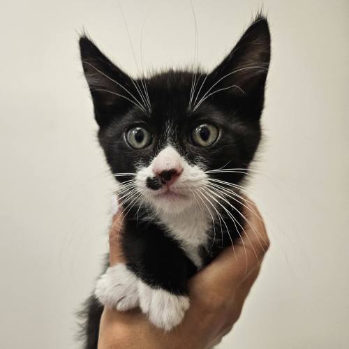 Pet Image