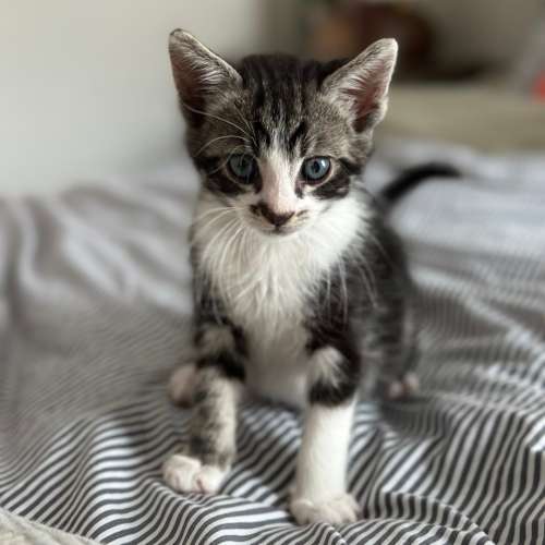 Pet Image