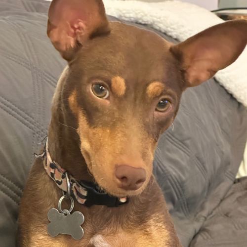 Pet Image