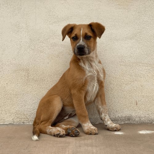 Pet Image