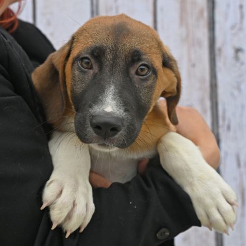 Pet Image