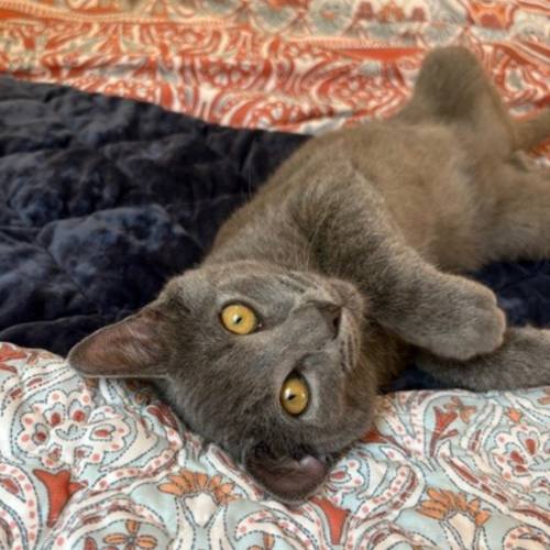 Pet Image