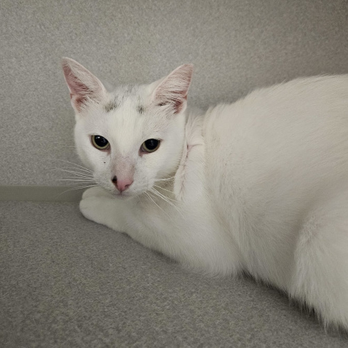 Pet Image