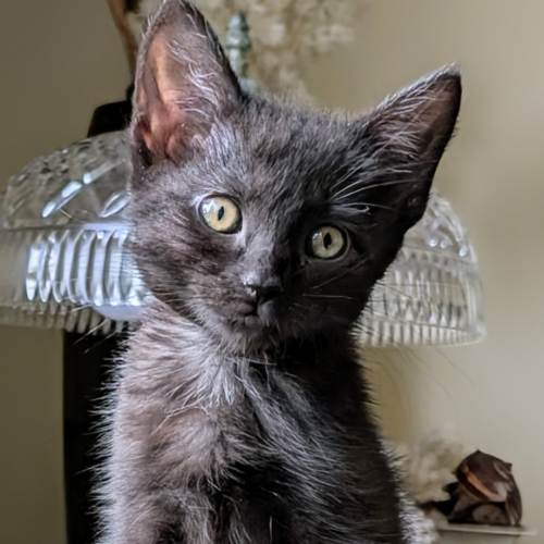 Pet Image