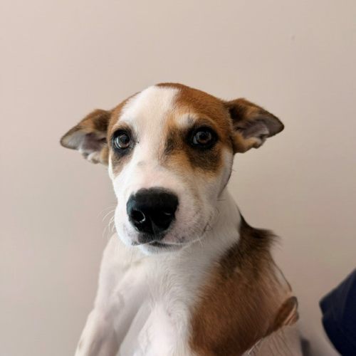 Pet Image