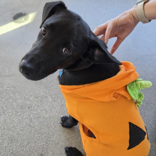 Pet Image