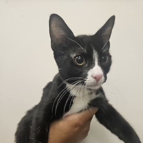 Pet Image