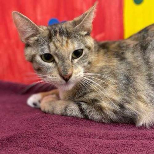 Cat & Kittens for Adoption in San Diego | Helen Woodward Animal Center