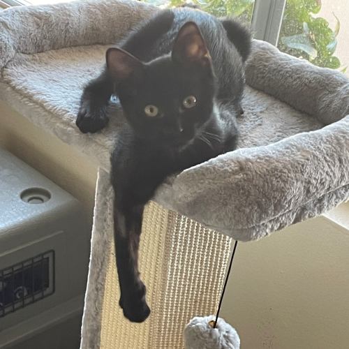 Pet Image