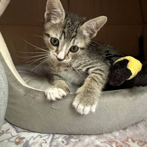 Pet Image
