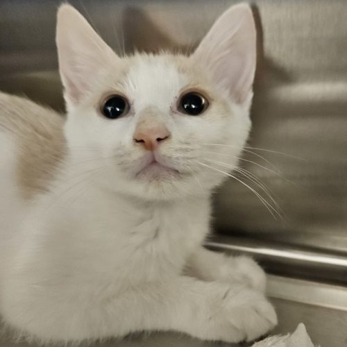 Pet Image