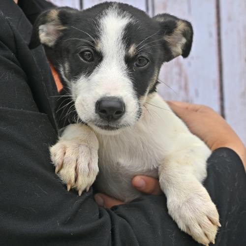 Pet Image