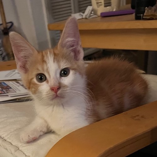 Pet Image