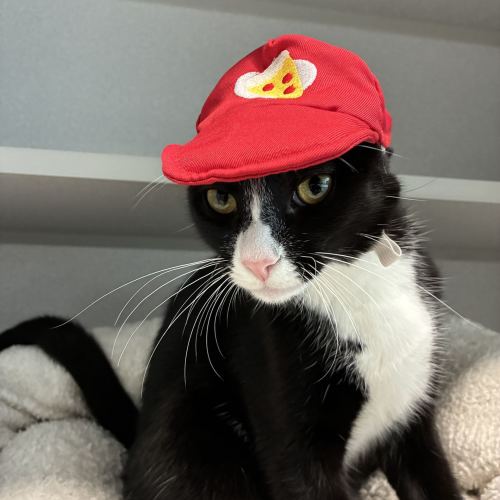 Pet Image