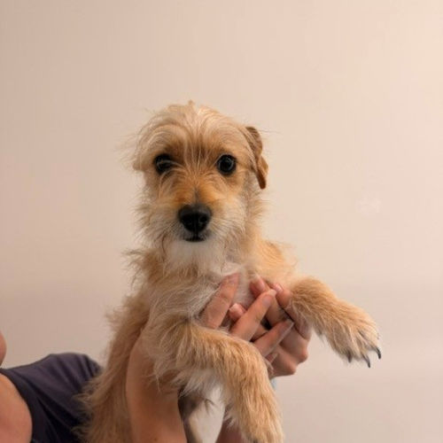 Pet Image